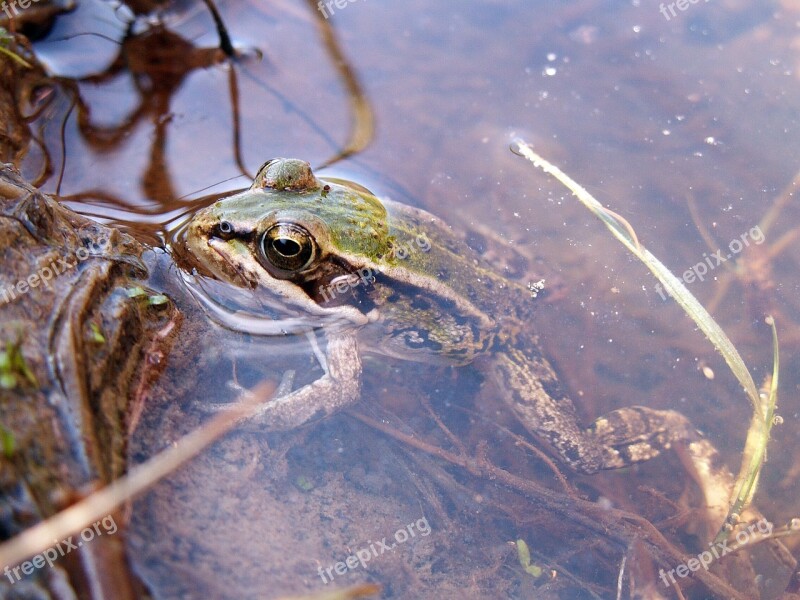 Frog Water Amphibian Puddle Free Photos