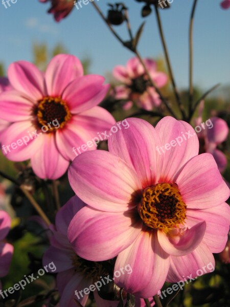 Flower Flowers Summer Flowers Pink Sky