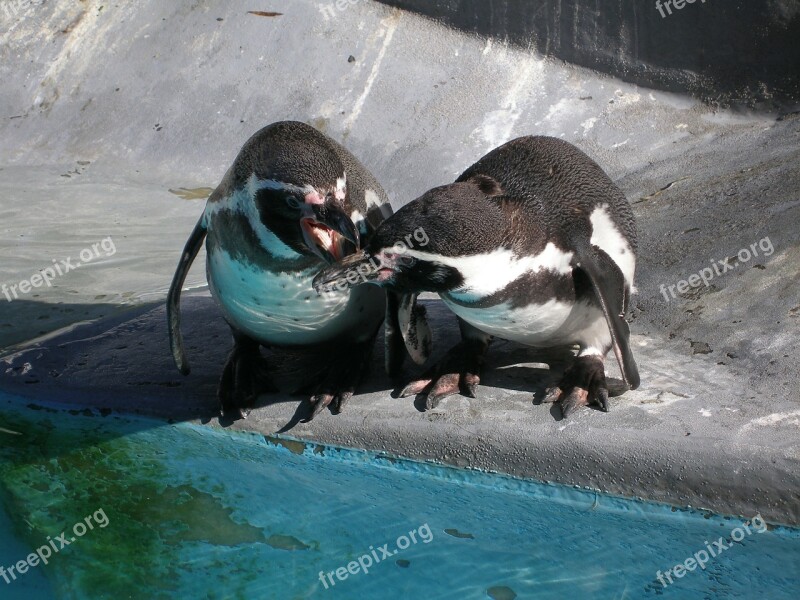 Penguins Animals Water Birds Swim