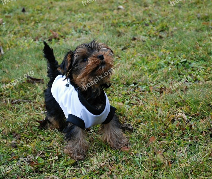 Dog Pets Yorkshire Puppies Outfit For A Dog