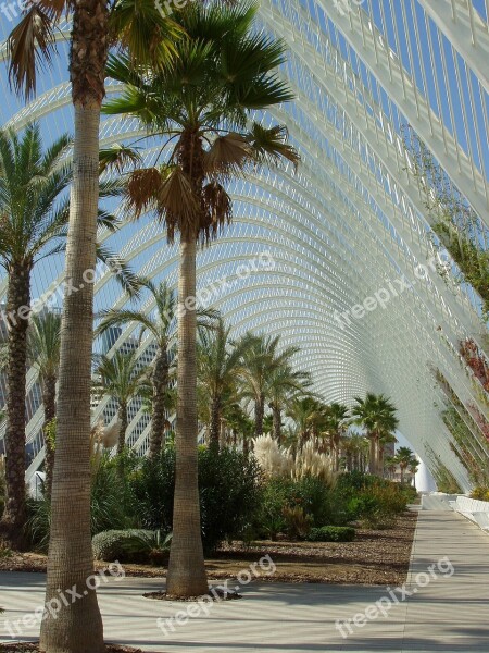 Mexico Palms Palm Trees Structure Canopy