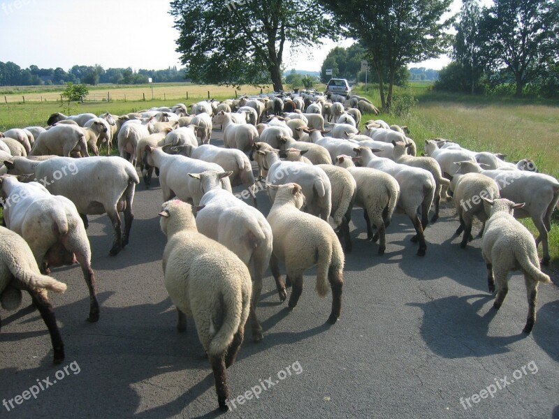 Bunde Germany Landscape Sheep Trees