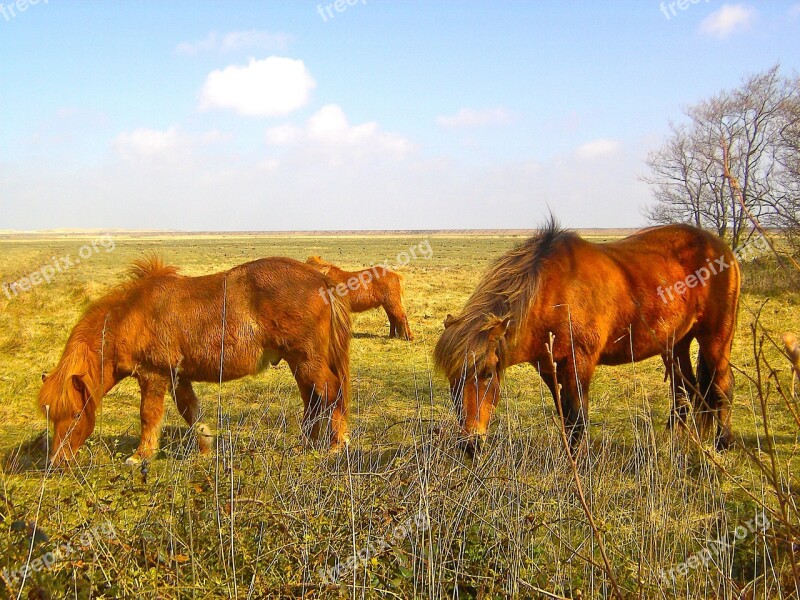 Horses Animal Ride Mammals Animals