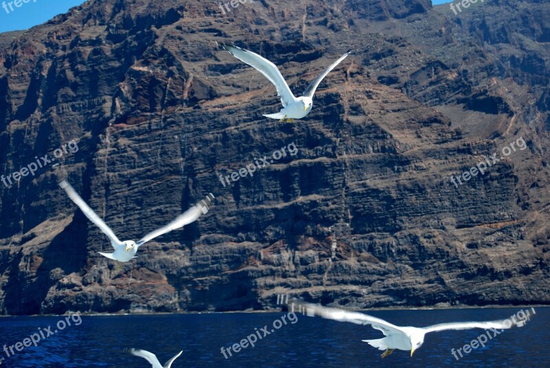 Seagulls Flying Ocean Gigantes Tenerife