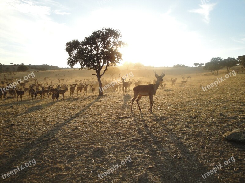 Field Hunting Animals Free Photos