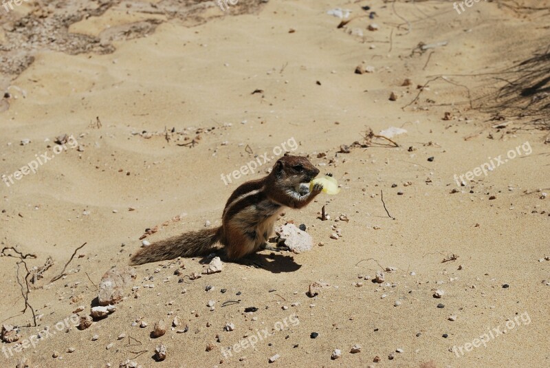 Sand The Squirrel Animal Mammal Eat