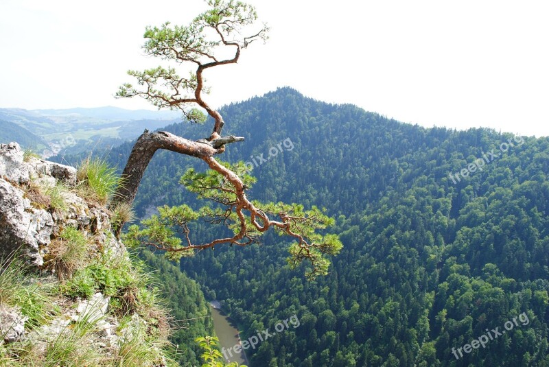 Mountain Mountains Tree Top View