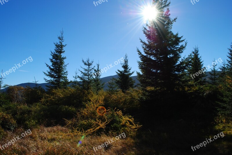 Tree Nature The Sun Sky Autumn