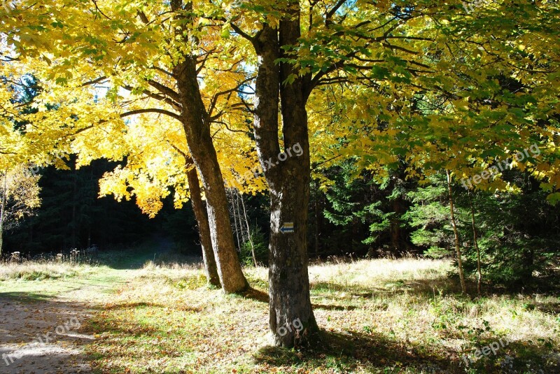 Tree Autumn Fall Foliage Nature