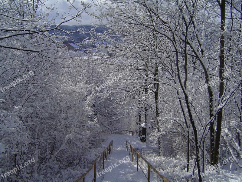 Winter Nature Tree White Trees