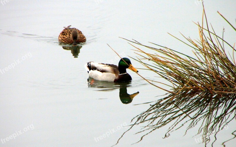 Wild Ducks Swim Lake Cloudy