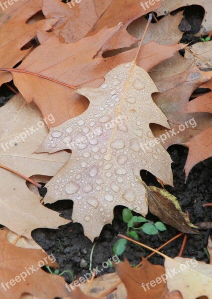 Water Droplets Leaf Fallen Autumn