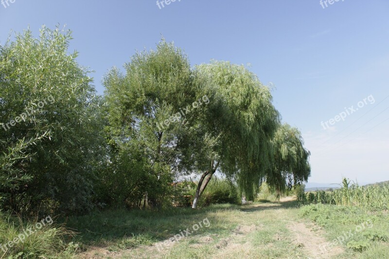 Weeping Willow Trees Natural Summer