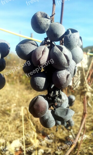 Dried Black Grapes Vine Autumn