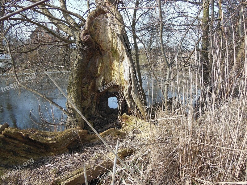 Old Tree Stump Hollow Tree Stump Peephole Hollow Moat