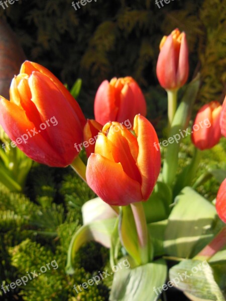 Tulips Orange Red Spring Tulips Green