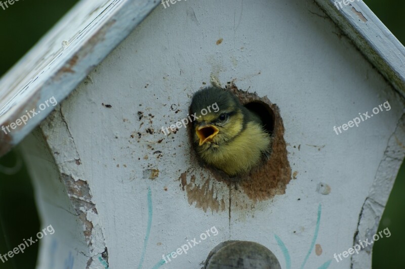 Tit Bird Animals Bird Feeder Feed