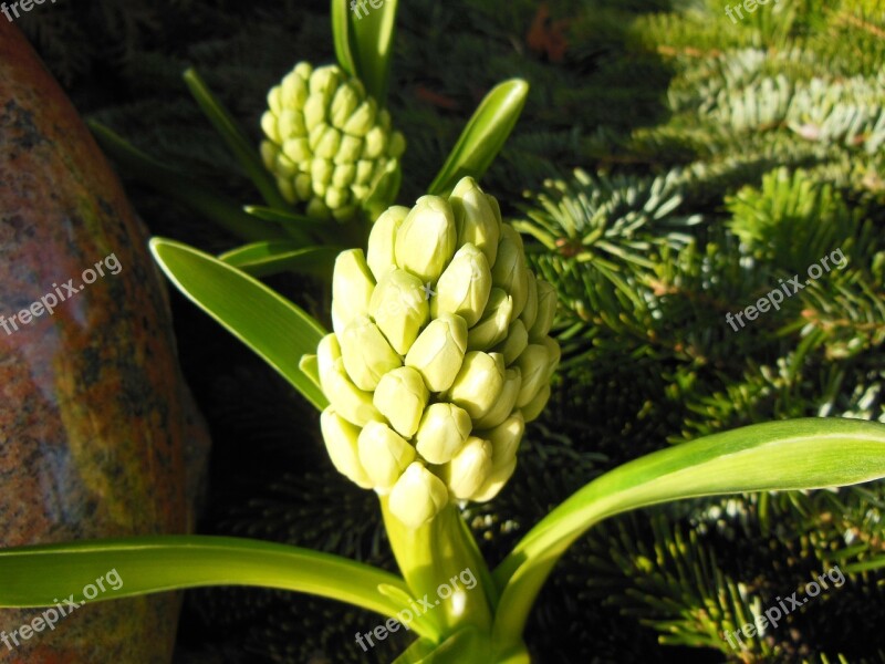 Hyacinth Hyacinth Buds Green Spring Plants