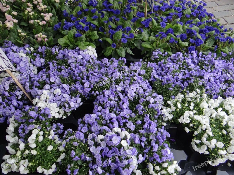 Flower Market Denmark Funen Bluebells Double Campanuela