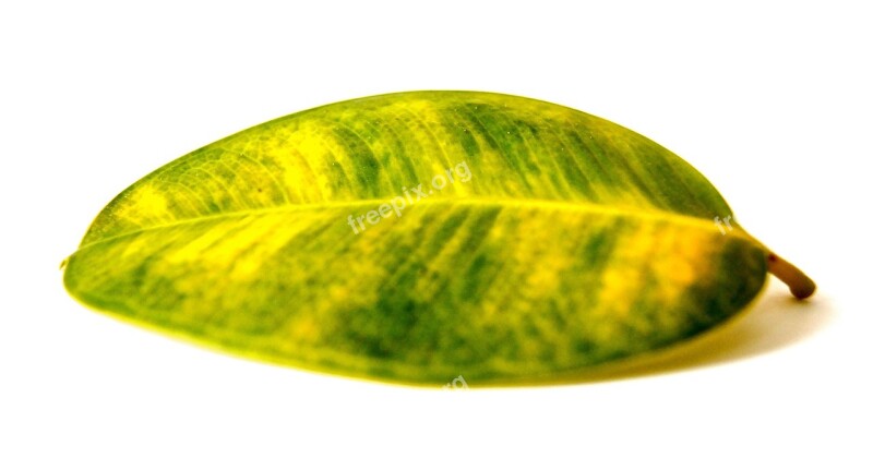 Leaf Rubber Tree Plant Nature Cut Out