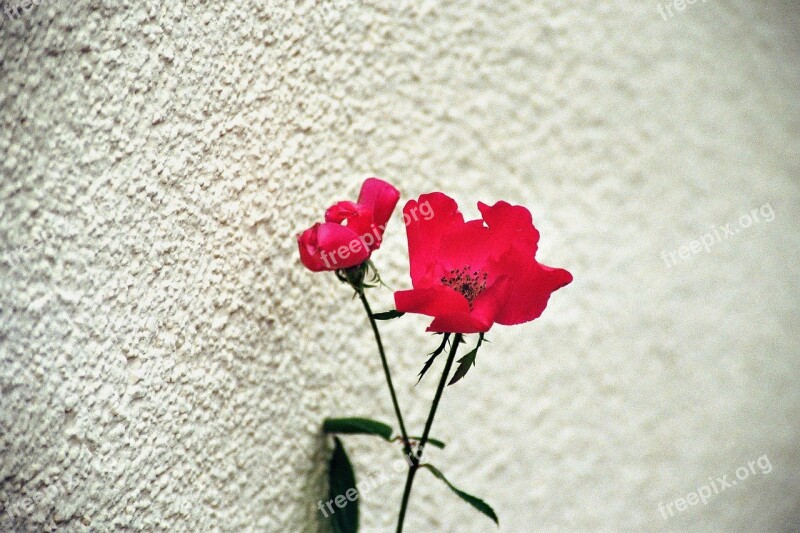 Flower Red Flowers Plant Huge Flower