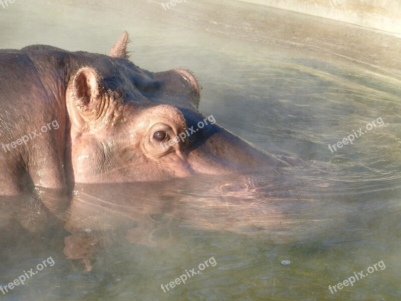 Hippopotamus Submerged Water Mammal Hard