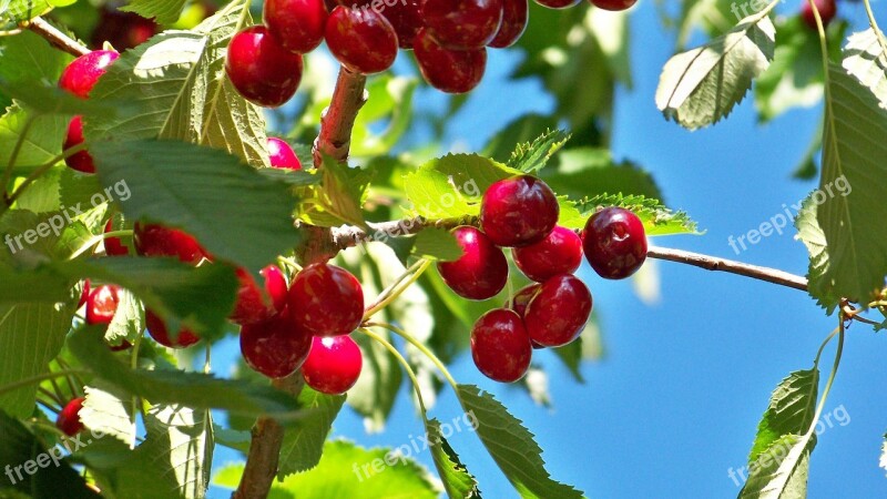 Cherry Fruit Cherries Plants Nature