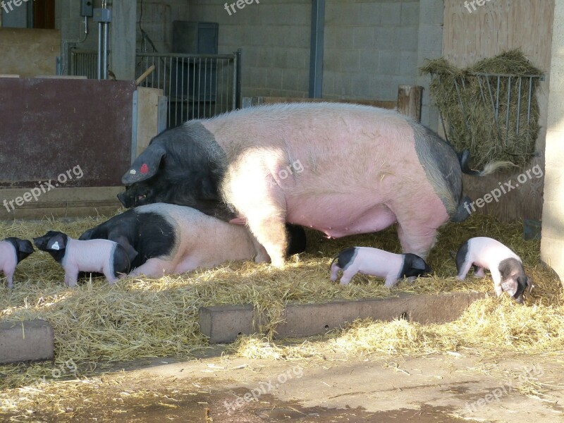 Pigs Boar Sow Piglet Animal