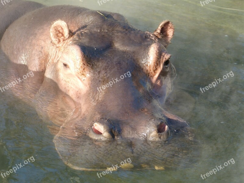 Hippopotamus Submerged Water Mammal Hard