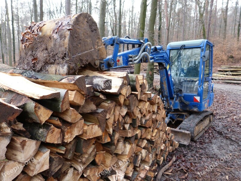 Forest Wood Tree Tree Cases Forest Work