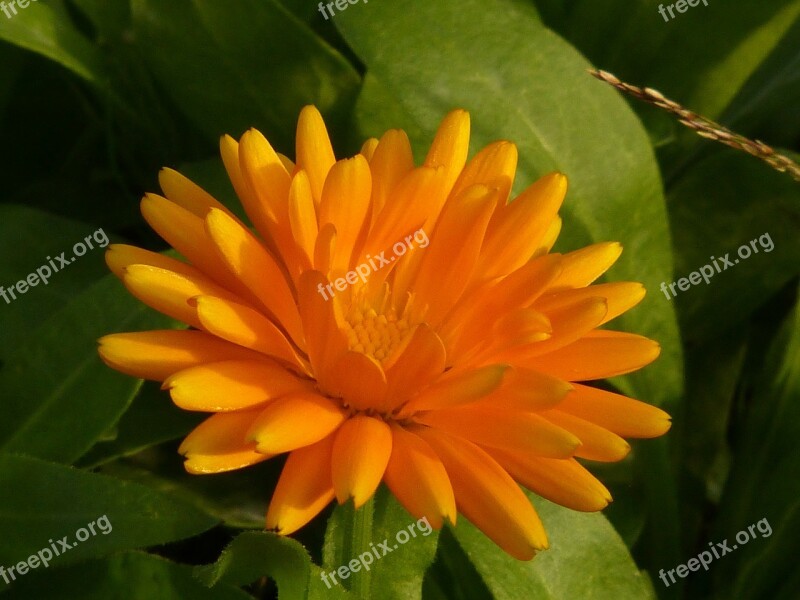 Flower Blossom Bloom Yellow Orange