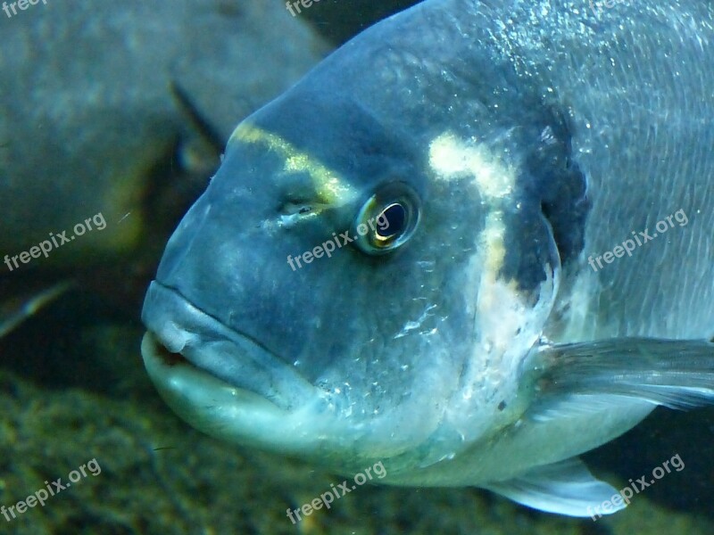 Fish Animal Water Aquarium Underwater