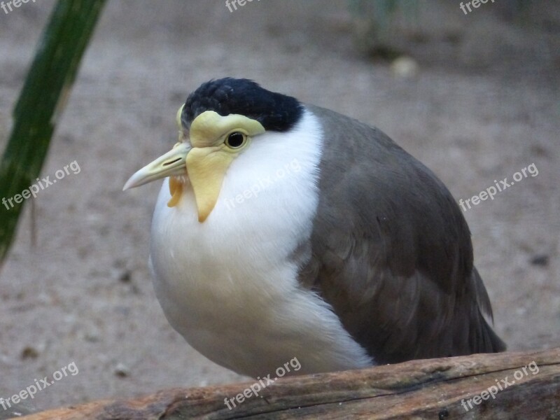 Bird Animal Nature Feather White