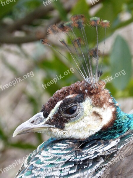 Peacock Bird Animal Nature Head