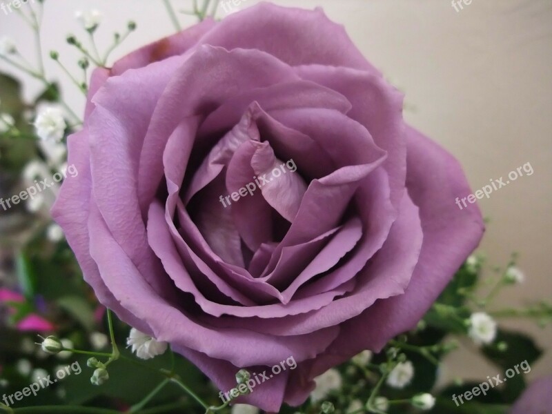 Rose Flower Plant Bloom Blossom