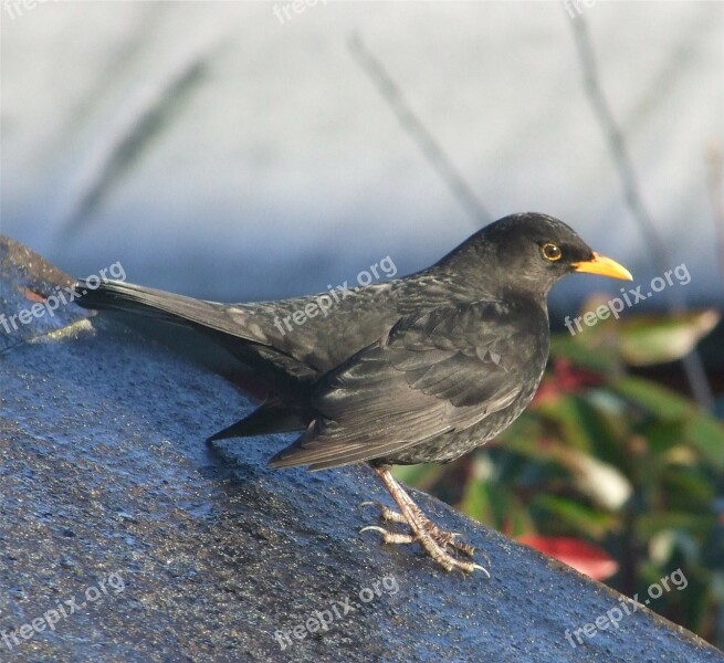 Blackbird Bird Perched Nature Outside