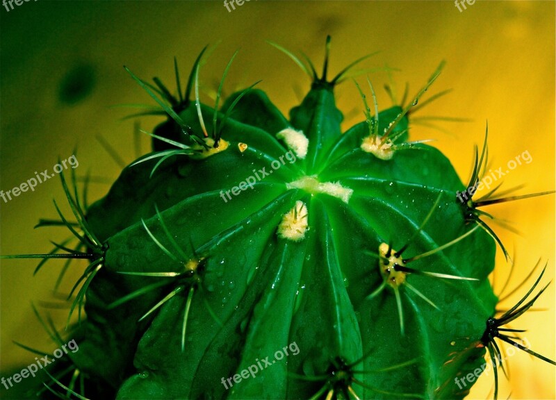 Cactus Spur Exotic Green Plant