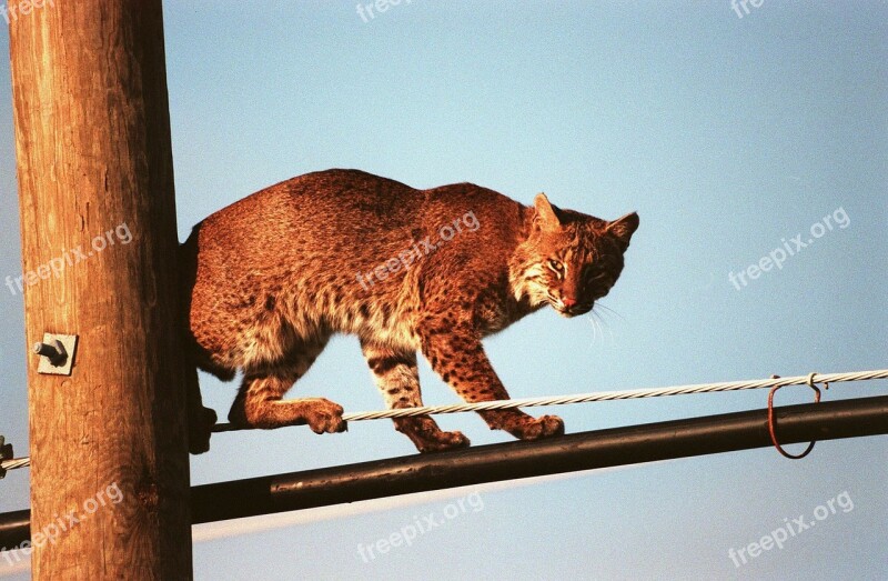 Bobcat Feline Power-line Wire Sky