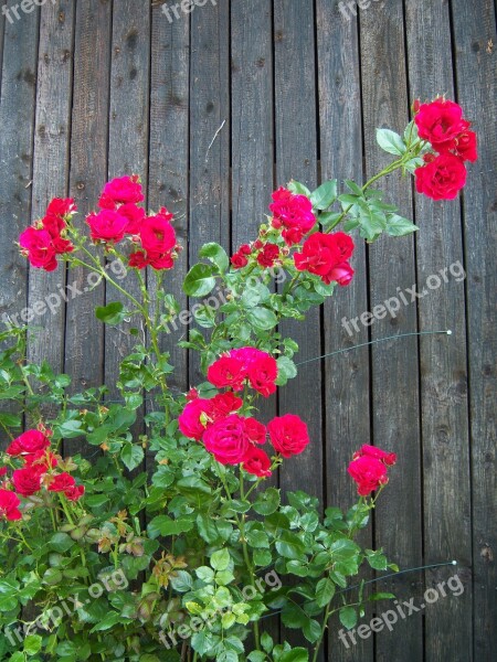 Roses Red Wooden Wall Wall Free Photos