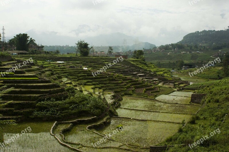 Terrains Rice Rice Field Terrace Farming Nepal