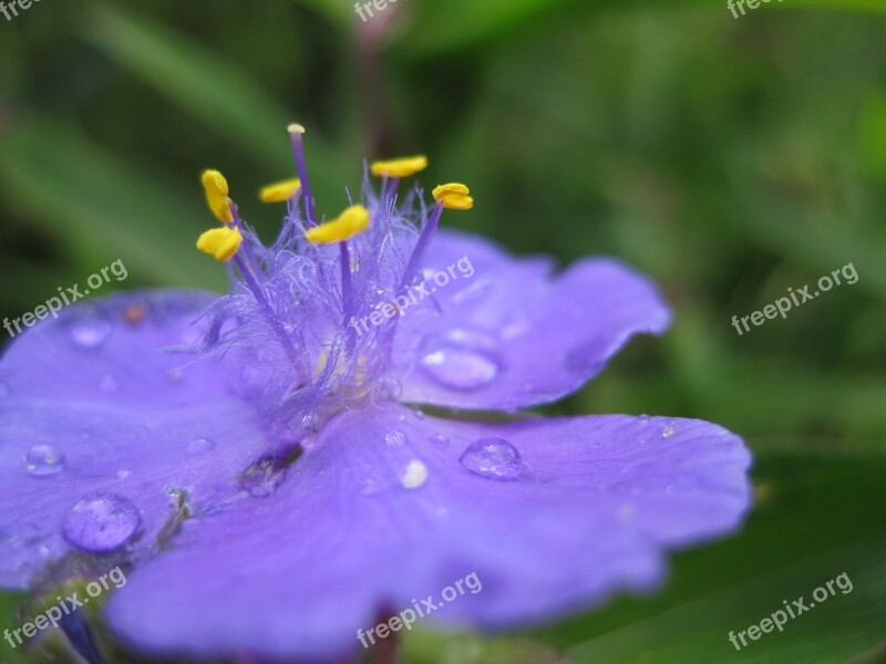 Blossom Bloom Drop Of Water Purple Free Photos