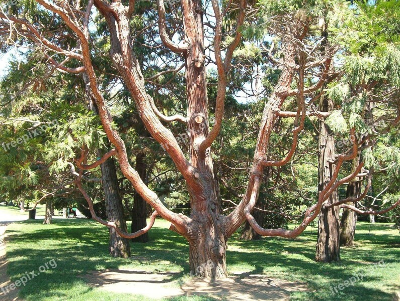 Tree Toulouse Old Tree France Free Photos