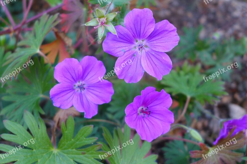 Flowers Purple Flowers Nature Summer Flowers Wild Flower