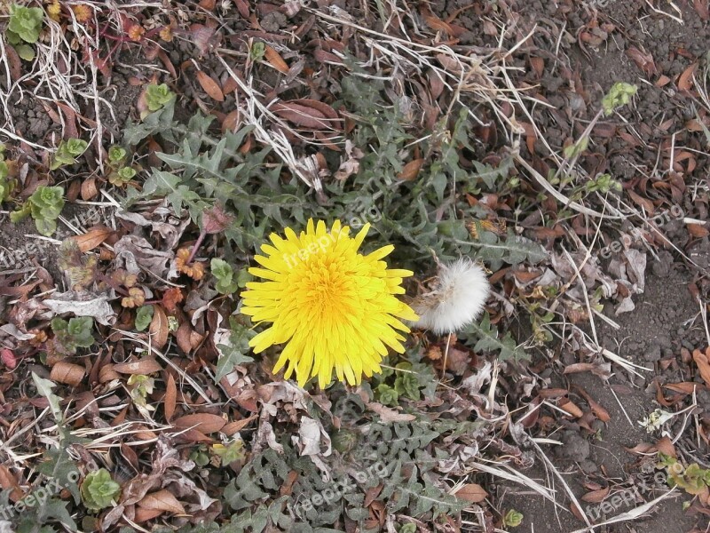 Dandelion Flowers Yellow Plant On The Roadside