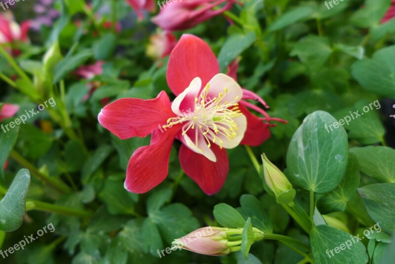 Flowers Nature Summer Flowers Red Flower Flower