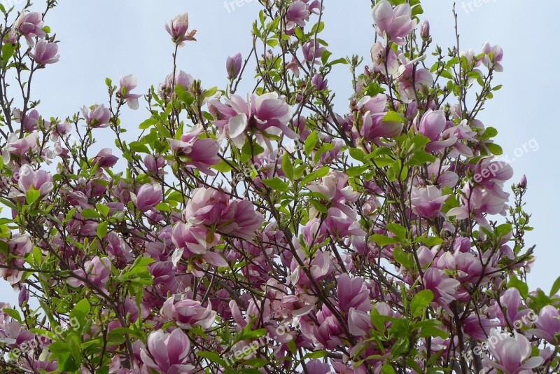 Tree Flower Hanging Flower Flower Tree Pink