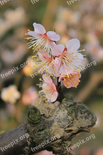 Plum Blossom Spring Germination Brilliant In Full Bloom