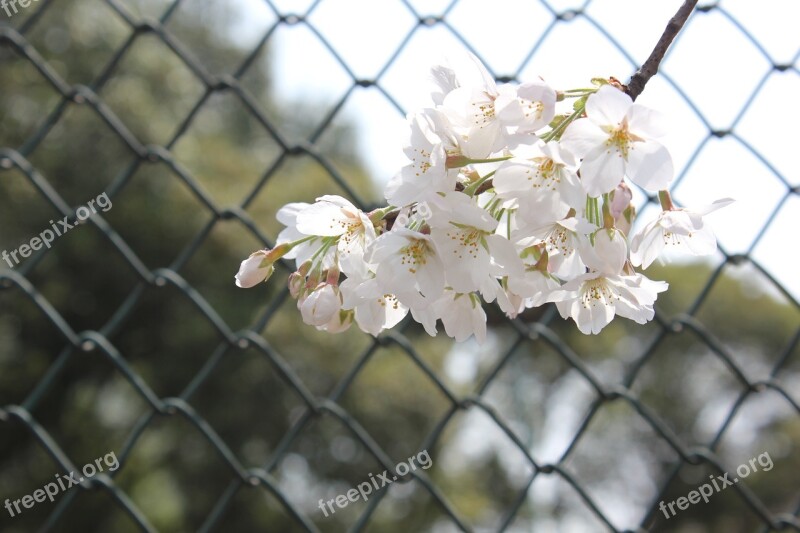 Cherry Blossom Tennis Court Network Bar Spring Brilliant