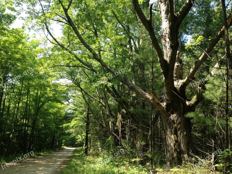 Trees Green Sun Leaves Road