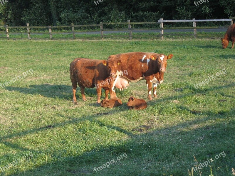 Cattle Cows Calf Calves Livestock